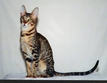 „Котка,