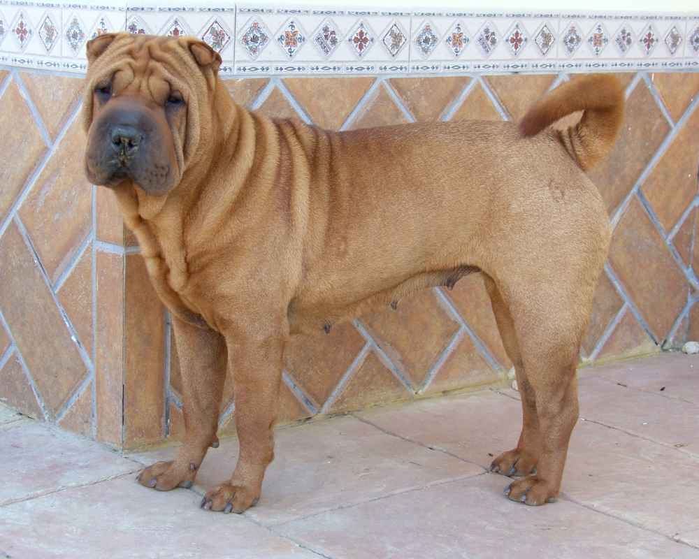 Шар Пей - снимка