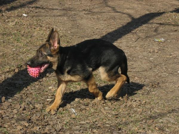 Кученце на немска овчарка на 2 месеца