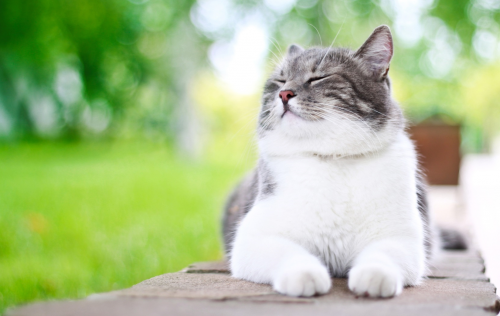 Коса и кожа на здрава котка
