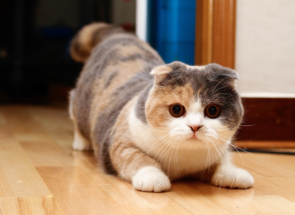 „Котка