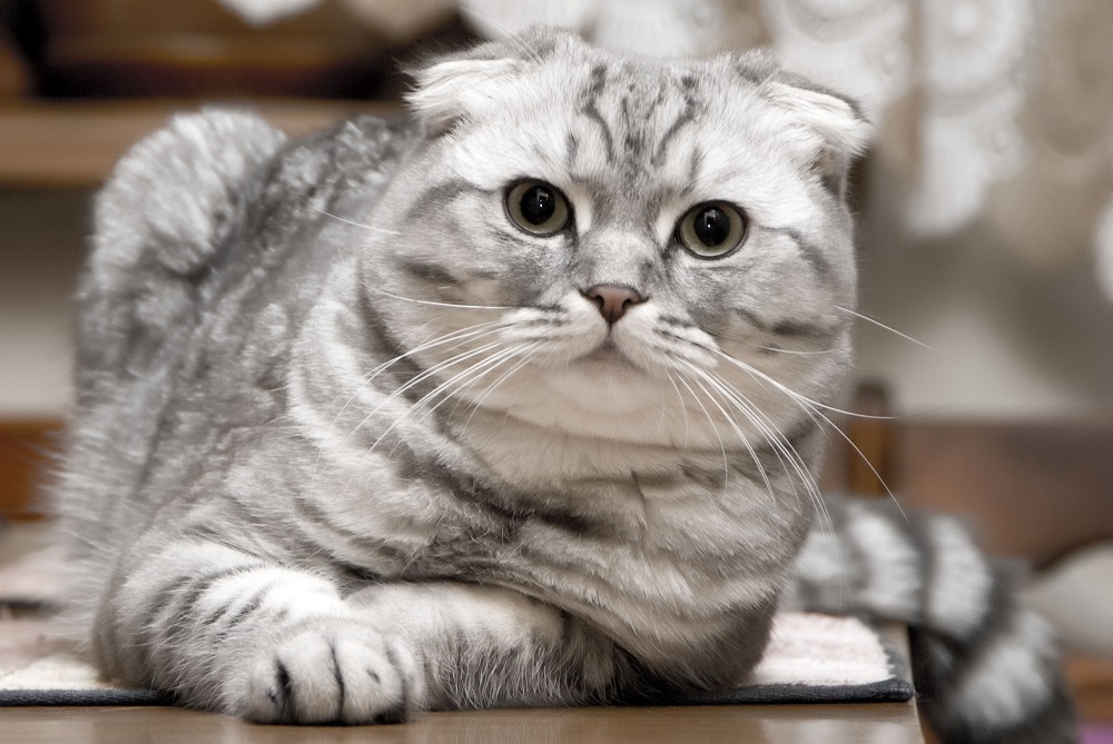 „Котка