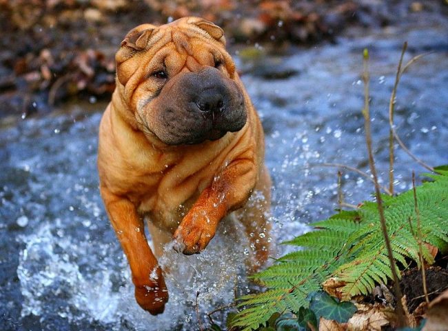 Шарпей обича да се пръска в малко хладна вода.