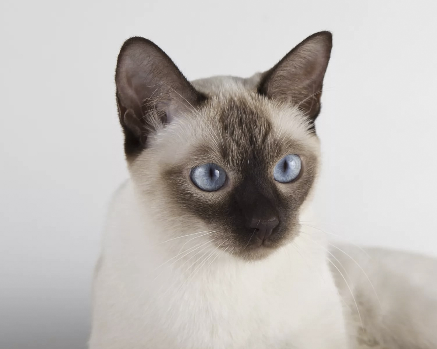 Tonkin Tonkinese, Tonk