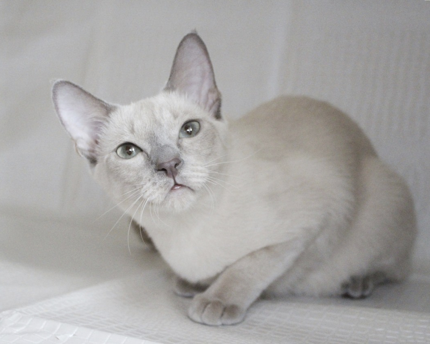 Котка Тонкин