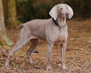 Weimaraner (Weimar сочещо куче) Weimaraner, Weimaraner Vorstehhund, Weim, Grey Ghost