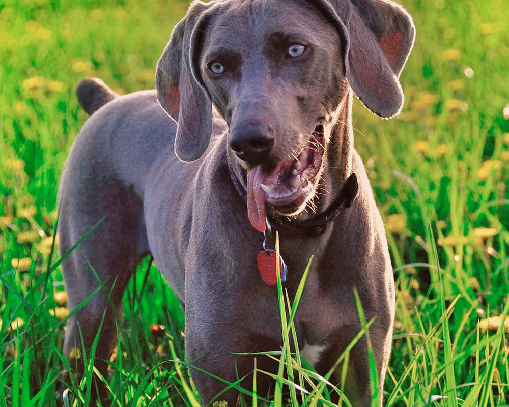 Weimaraner (Weimar сочещо куче) - снимка