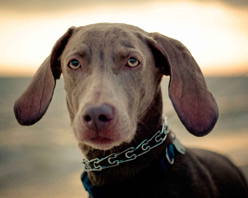 Weimaraner (Weimar сочещо куче) - снимка