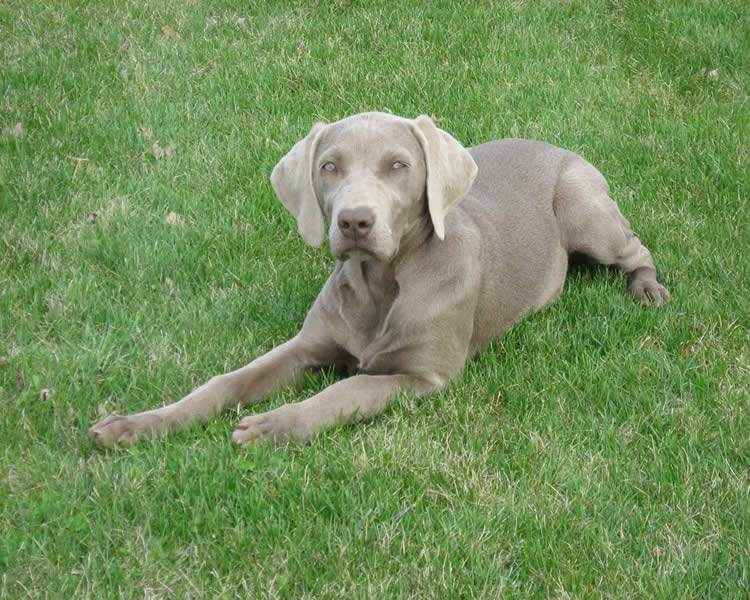 Weimaraner - снимка