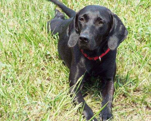Weimaraner черен - снимка