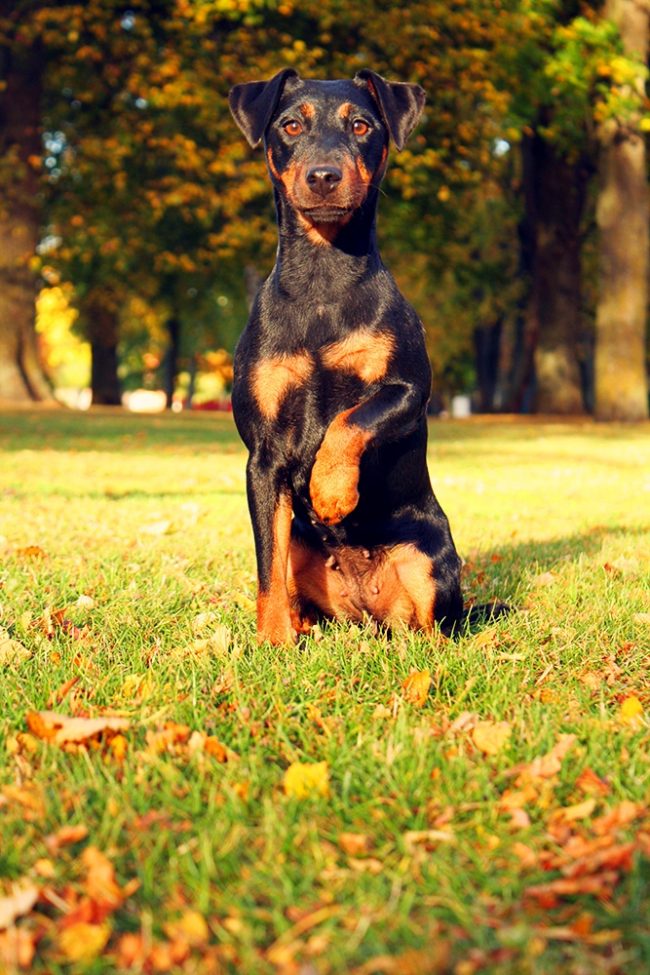 Jagdterriers са много лоялни към собственика си и очакват команда от него да го изпълни възможно най-скоро.