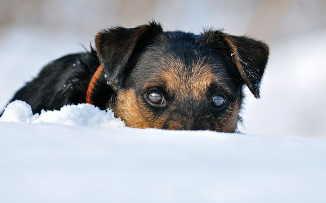 Ягд териерът може да стане почти невидим във всяка среда.