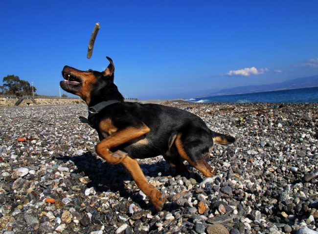 Jagdterriers не се страхуват от вода, така че можете да ги вземете със себе си за лов на дивеч