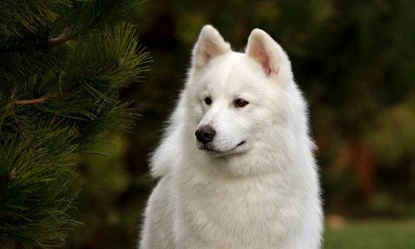 Якутска лайка