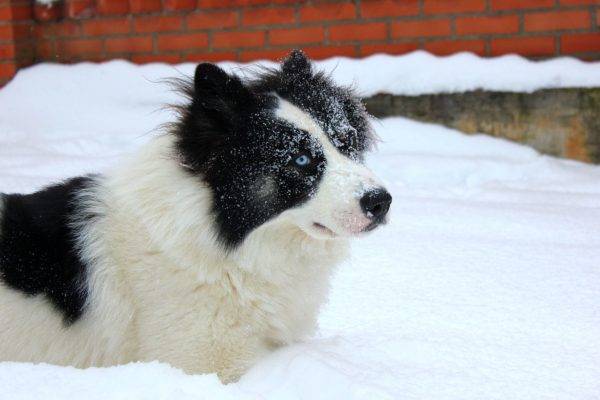Якутски хъски в снега